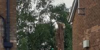 tree-removal-leyland-featured