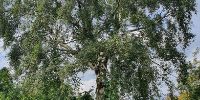 light-tree-reduction-leyland-featured light-tree-reduction-leyland-featured