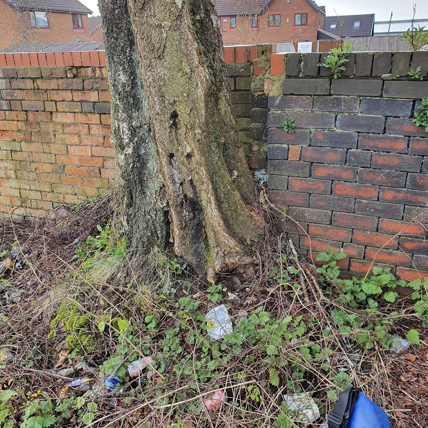 5 Signs Your Tree is Dying & How To Save It | Tree Care Extraordinaire