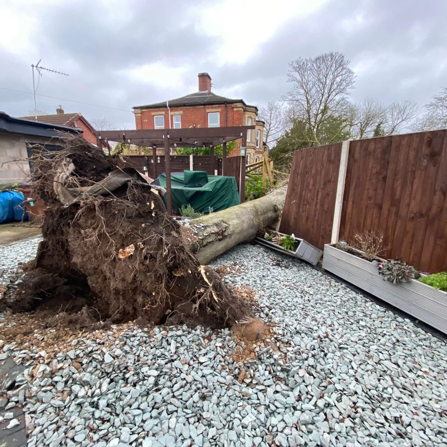 Tree Removal at Lostock Grove Care Home Tree Care Extraordinaire