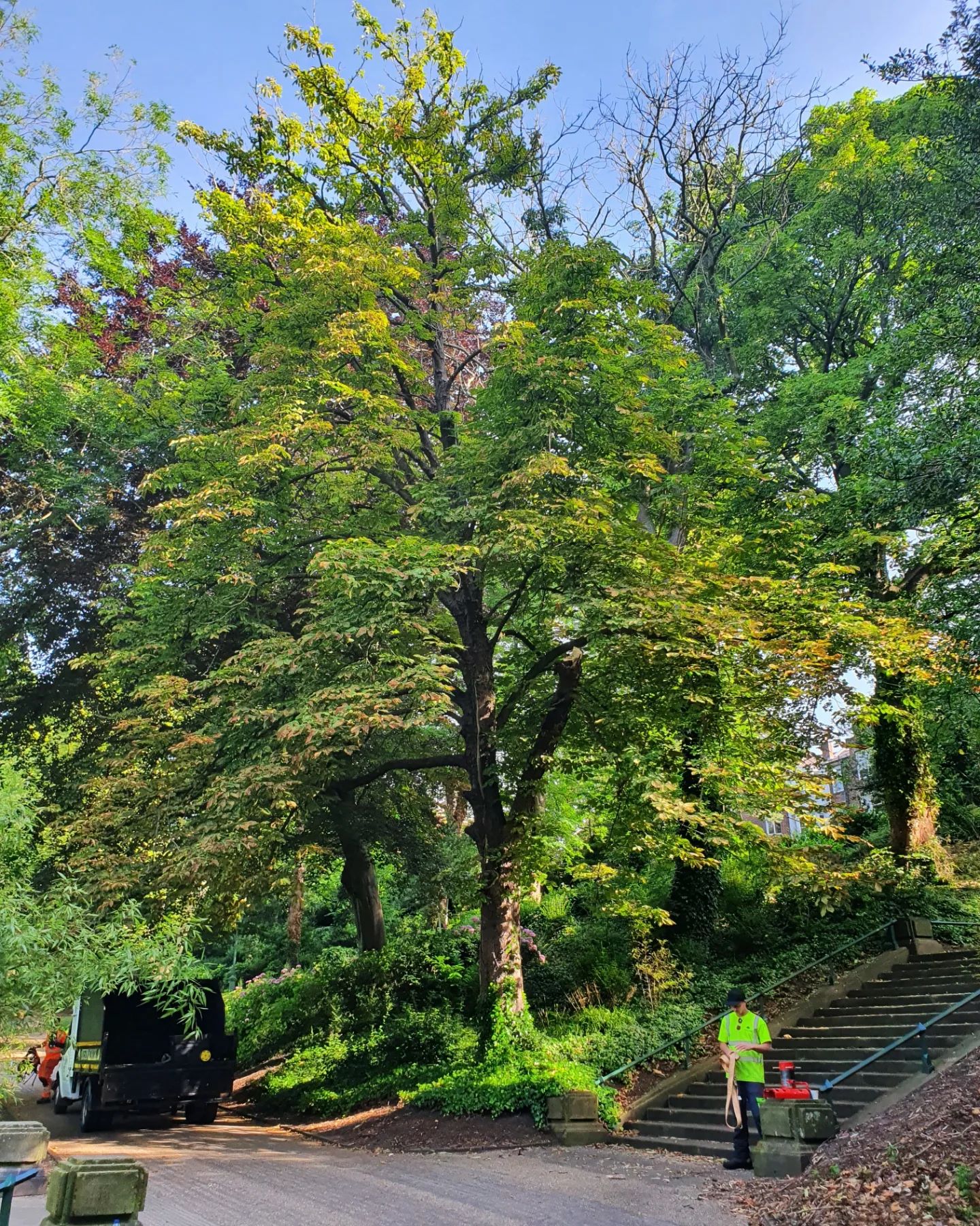 vegetation clearance
