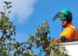 Harry in cherry picker examining top of tree.