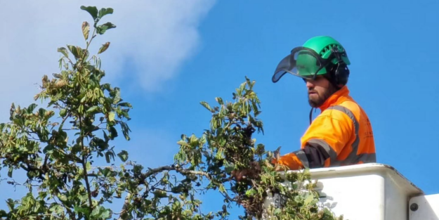 cherry-picker-tree-work Harry in cherry picker examining top of tree.