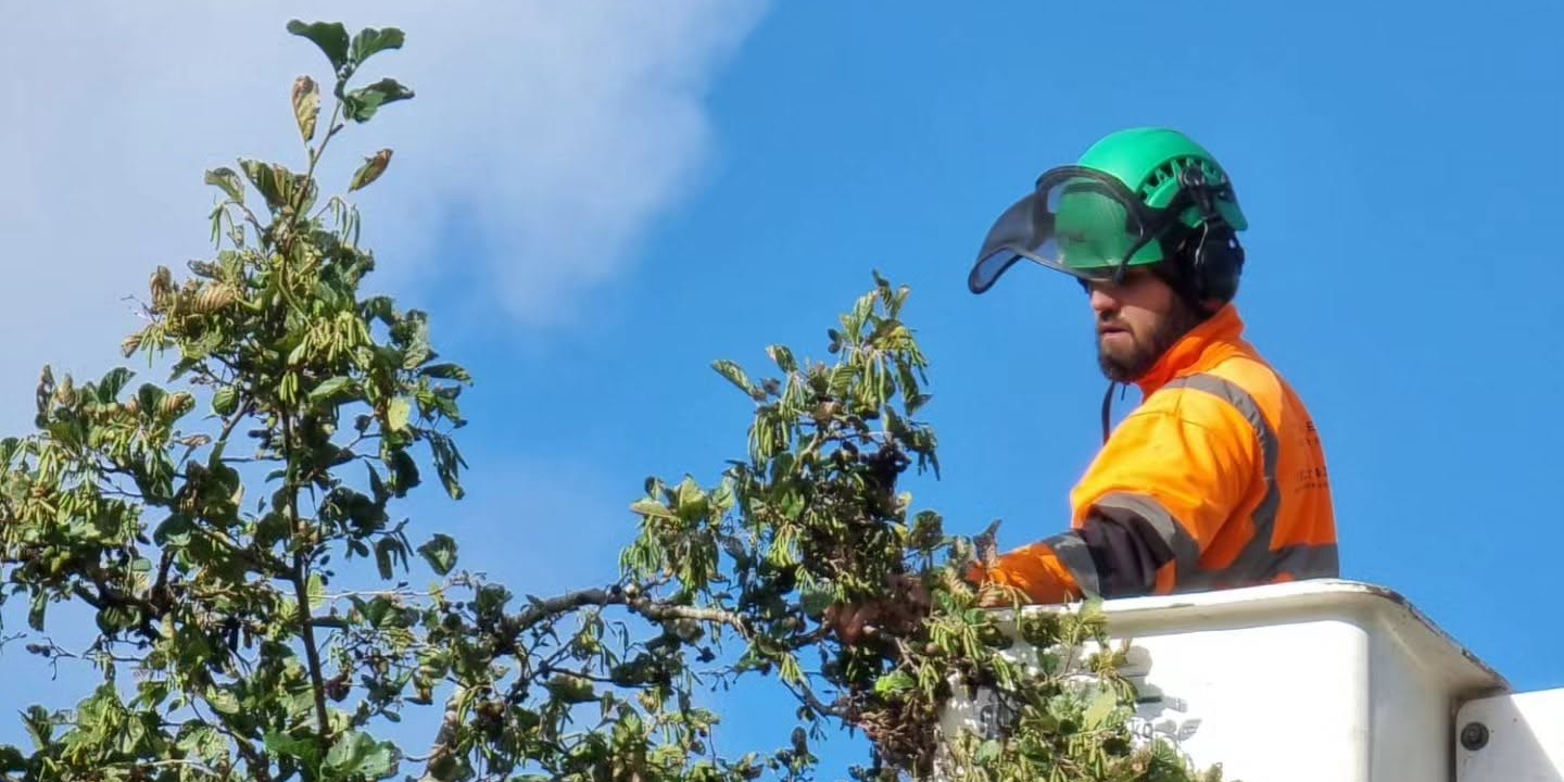 cherry-picker-tree-work Harry in cherry picker examining top of tree.