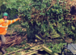 Harry stood next to fallen tree in residential garden.
