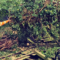 Harry stood next to fallen tree in residential garden.
