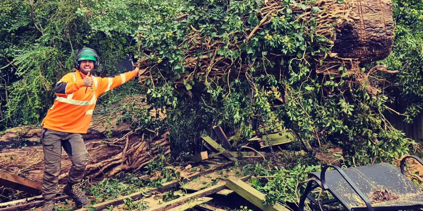 fallen-tree Harry stood next to fallen tree in residential garden.