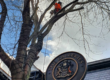 Tree work on commercial site at The Galleries.