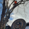 Tree work on commercial site at The Galleries.