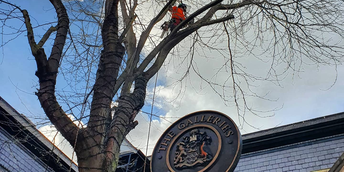galleries-tree-work Tree work on commercial site at The Galleries.