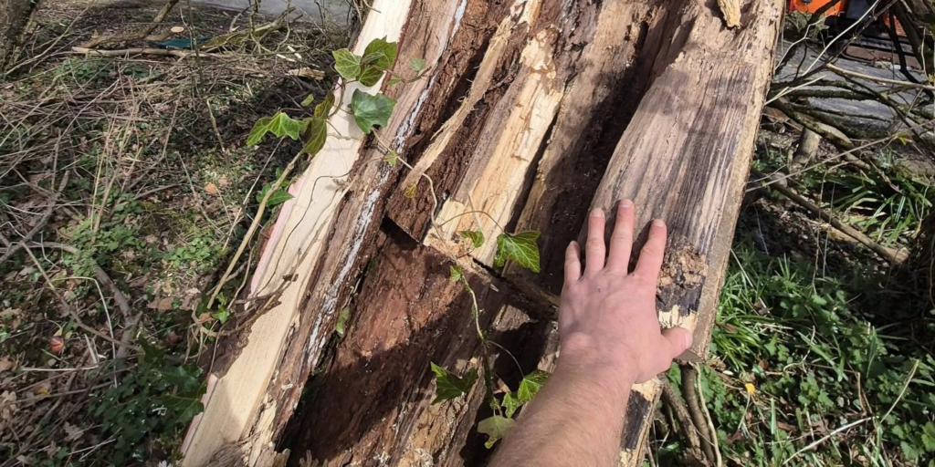 Close up of split tree.
