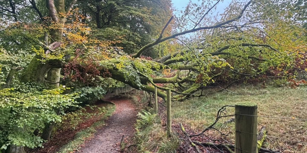 Tree fallen over public footpath.