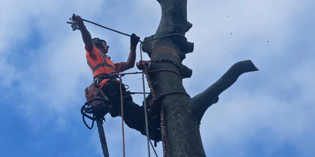 Tree surgeon harnessing top of tree being removed.