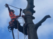 Tree surgeon harnessing top of tree being removed.