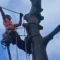 Tree surgeon harnessing top of tree being removed.