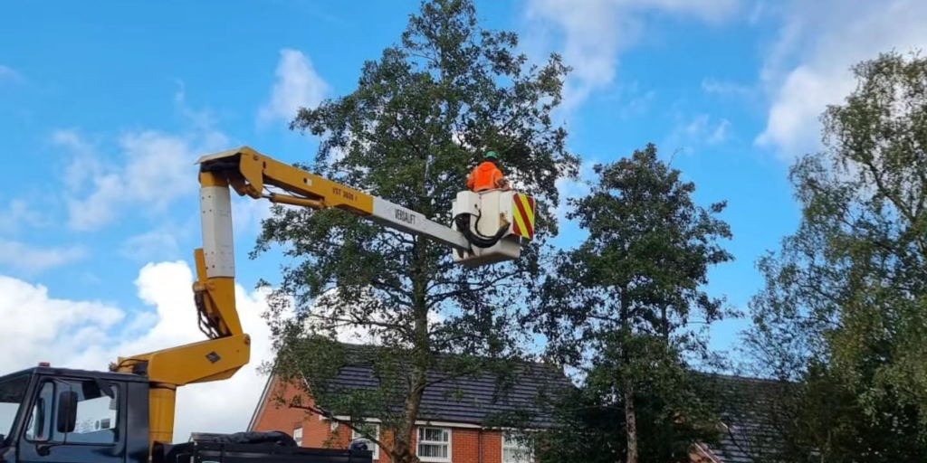 Cherry picker with tree surgeon evaluating tree.
