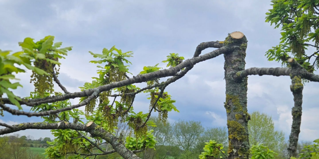 Top view of tree after reduction.