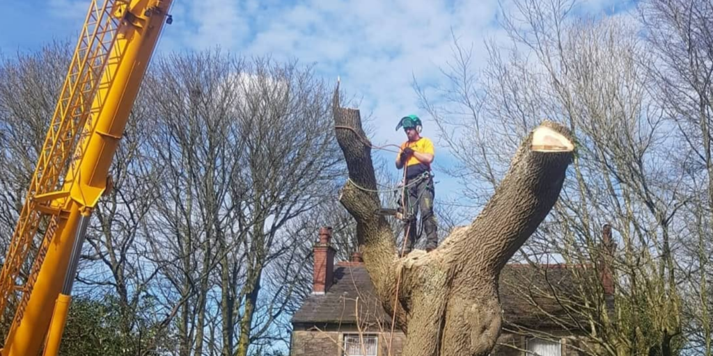 Tree work by Tree Care Extraordinaire.