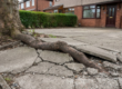 Tree root breaking through residents front driveway in Lancashire.