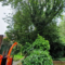 Large tree overhanging across the boundary line between two houses with heavy ivy growing across fence line.