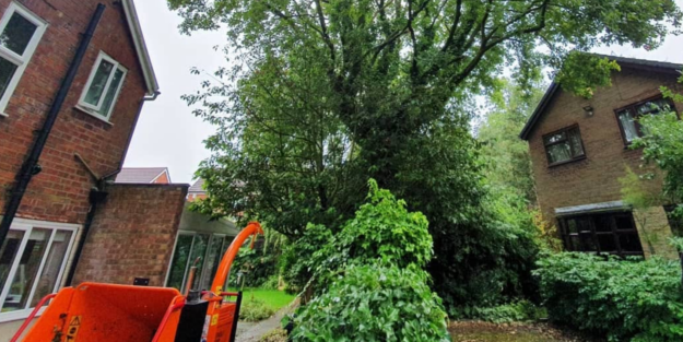 Large tree overhanging across the boundary line between two houses with heavy ivy growing across fence line.